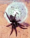 Scotophaeus_blackwalli_F1930_Z_88_Les Gris_Frankrijk